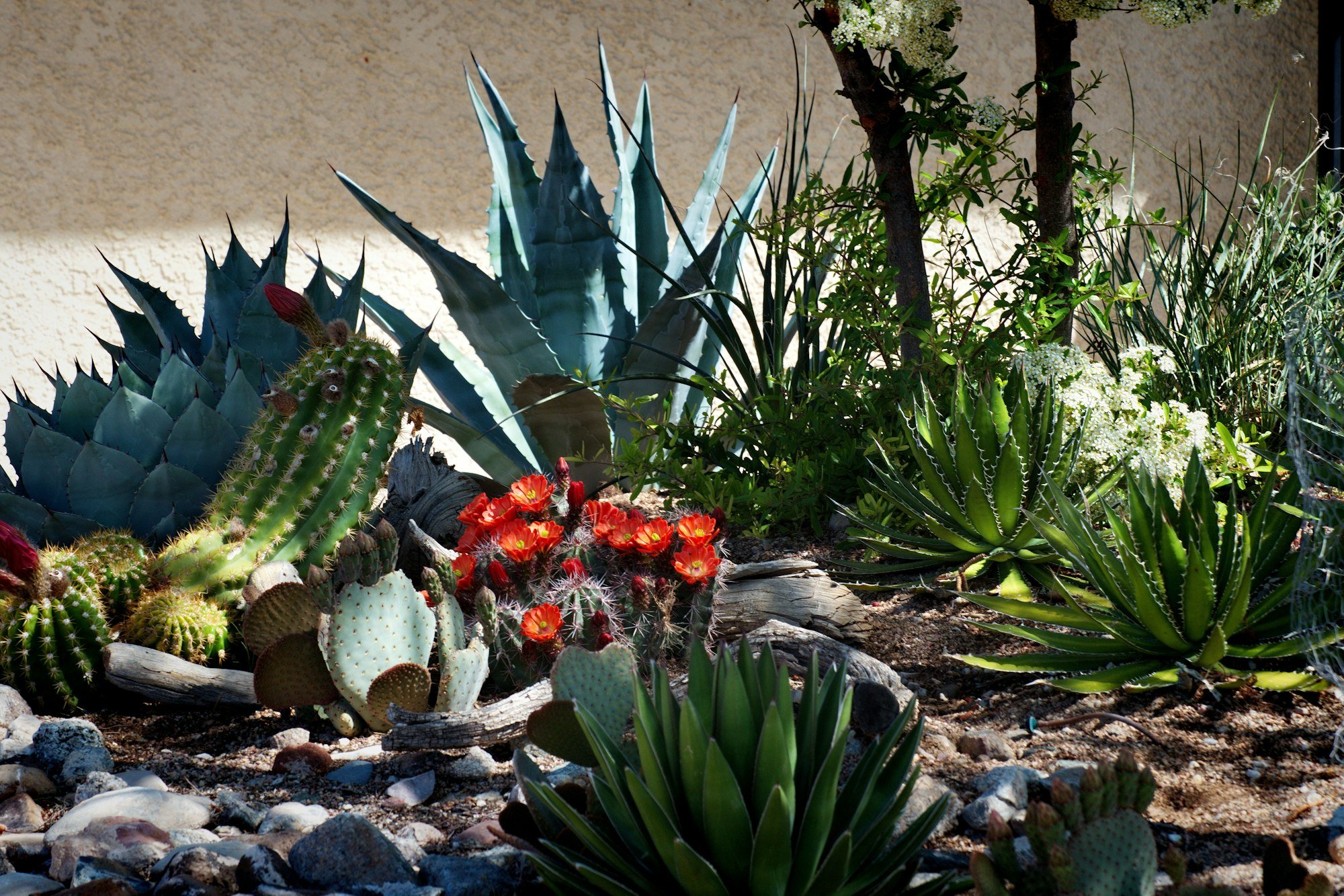 Agaves et cactus en fleurs dans le jardin sec