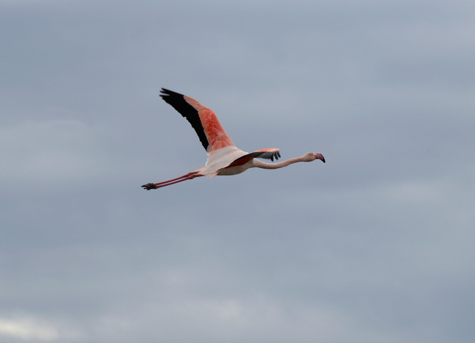 Un flamant rose en vol au-dessus des salins