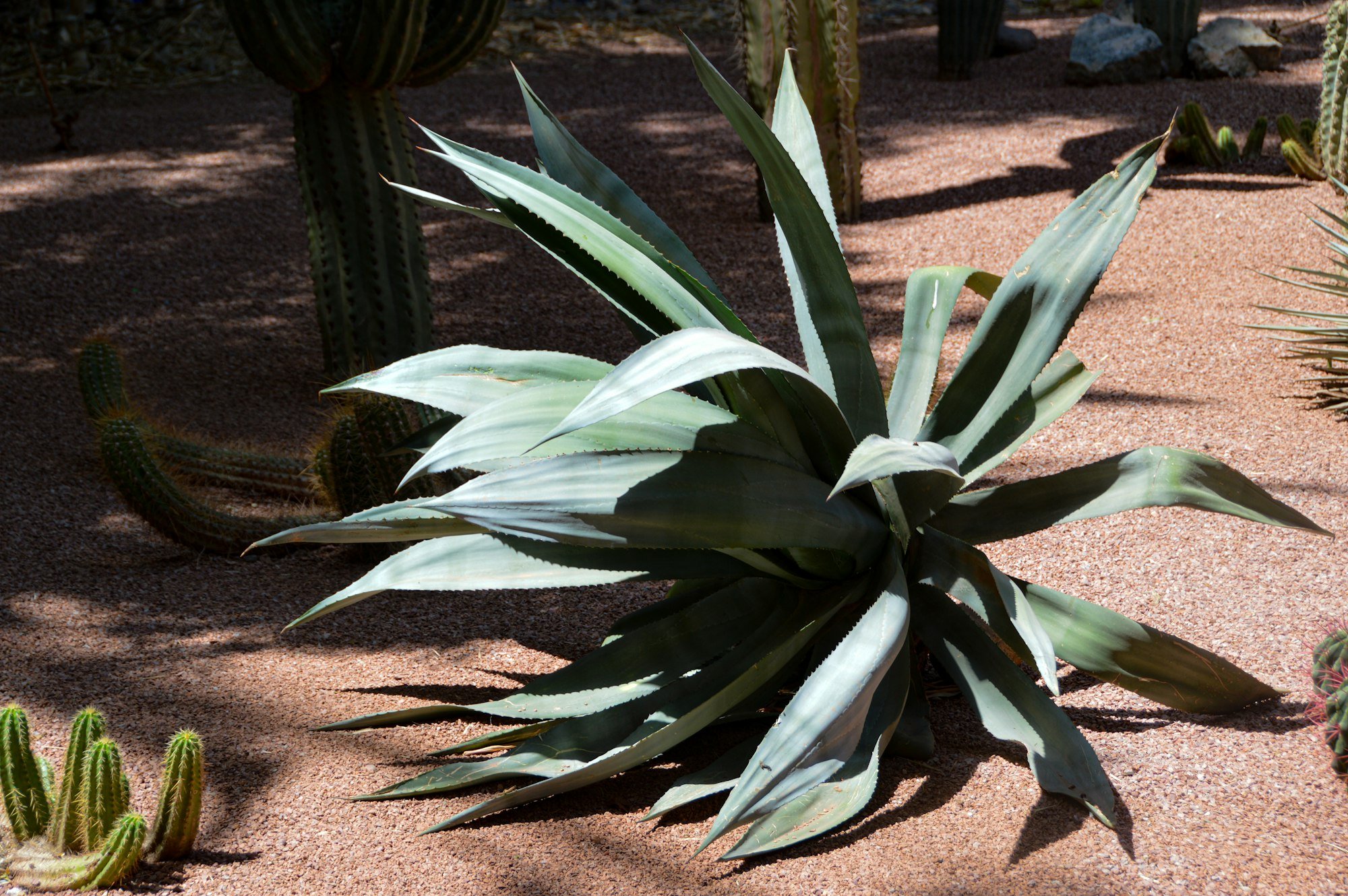 Un agave dans le jardin sec, sur la terre rouge
